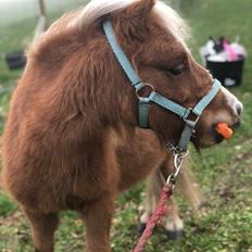 Shetlænder Bestpizzaintown Nobility