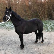 Welsh Cob (sec D) Fronerthig Maria