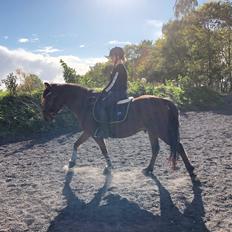 Anden særlig race Simba