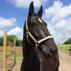 Oldenborg Maggie Tisted