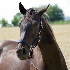 Dansk Varmblod Lille Damsteds Gallaho Win