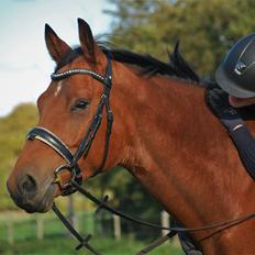 Tysk Oldenburger Znooze Firfod