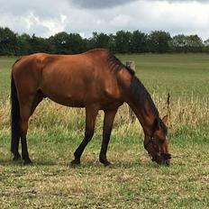 Dansk Varmblod Respect's Don Romanic