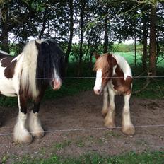 Tinker Satin's Quickie Solgt