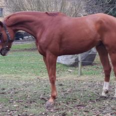 Dansk Varmblod Fauerholt's zar     solgt 