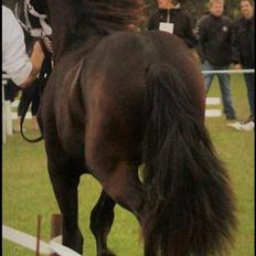 Frieser Dancing Queen  (Liske)