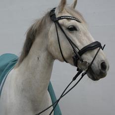 Anden særlig race Tequila 