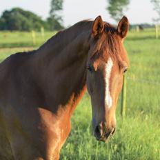 Hollandsk Varmblod A