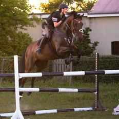 Hollandsk Varmblod W. catsburg