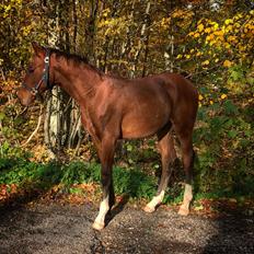 Dansk Varmblod Baymax (SOLGT)