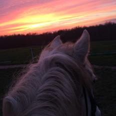 Connemara Monaboy Princess 