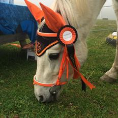 Connemara Monaboy Princess 