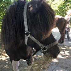 Islænder Tvistur frá miðhúsum