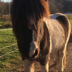 Islænder Tvistur frá miðhúsum