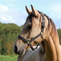 Sportsaraber (A) Richelieu's Cornetto