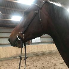 Anden særlig race Hubert