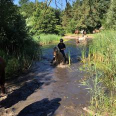 Fjordhest Liva af kisny     [Tideligee part]