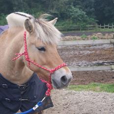 Fjordhest Liva af kisny     [Tideligee part]