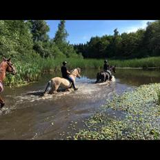 Fjordhest Liva af kisny     [Tideligee part]