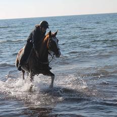 Hollandsk Varmblod Alarda