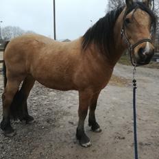 Welsh Cob (sec D) Mr. Rosario
