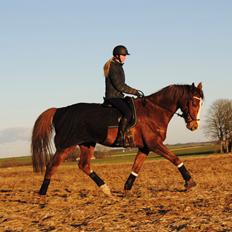 Dansk Varmblod Bastholmmølles Diablo
