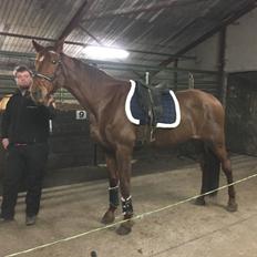 Dansk Varmblod Tusindfryd Himmelhest 