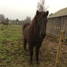 Islænder Blökk fra Langbæk *SOLGT*