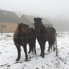 Islænder Blökk fra Langbæk *SOLGT*