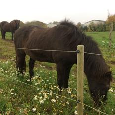 Islænder Blökk fra Langbæk *SOLGT*