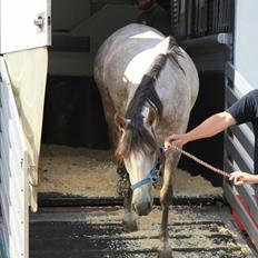 Pura Raza Española Tu Buena