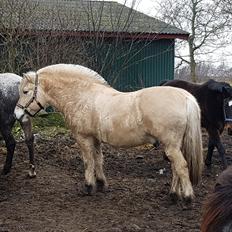 Fjordhest Stald Kiels Jagt