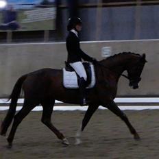 Dansk Varmblod Samantha Who