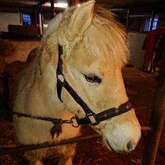 Fjordhest Lundbakkens Link 