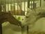 Palomino Zy Red Star *SOLGT*