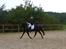 Welsh Partbred (Sec F) Laibek's Olympic