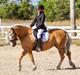 Palomino Victoria (min datters pony)