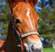 New Forest Calandias Harmony