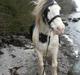 Irish Cob Disney R.I.P. 2021