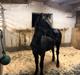 Welsh Cob (sec D) Gorsneuadd Contender