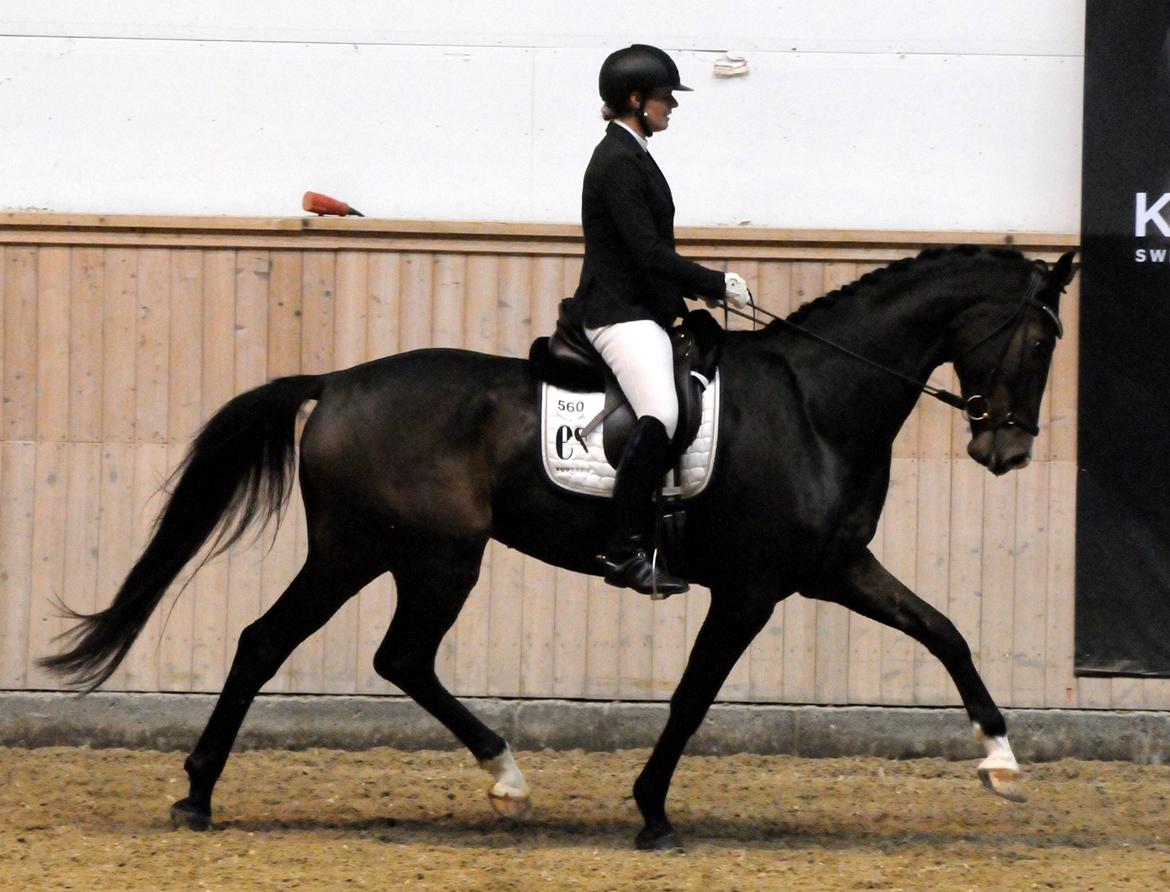 Dansk Varmblod Fitzmo billede 3