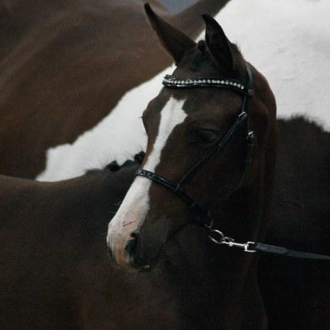 Pinto Søgårds Little Dark Pride  billede 2