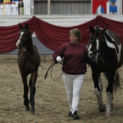 Pinto Søgårds Little Dark Pride  billede 3