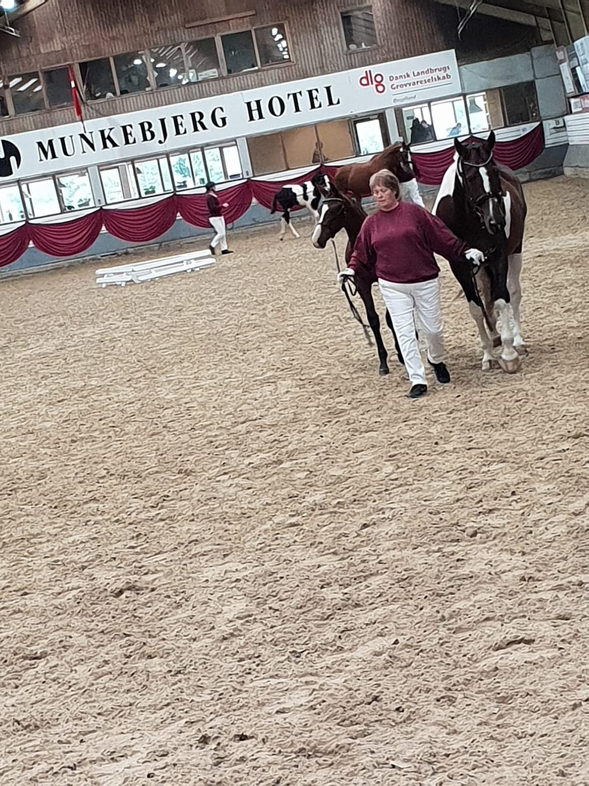 Pinto Søgårds Little Dark Pride  billede 4