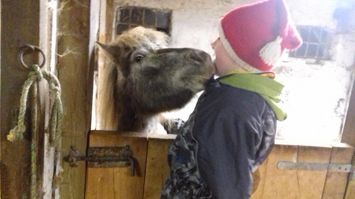 Knabstrupper Rughavens abby - et dejligt aftens køs det siger alt om Abby 6-11.18 billede 2