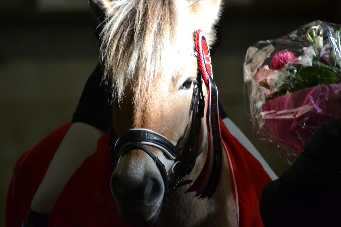 Fjordhest Mille hellumlund - Elevmester 2018 27/10-2018 billede 9