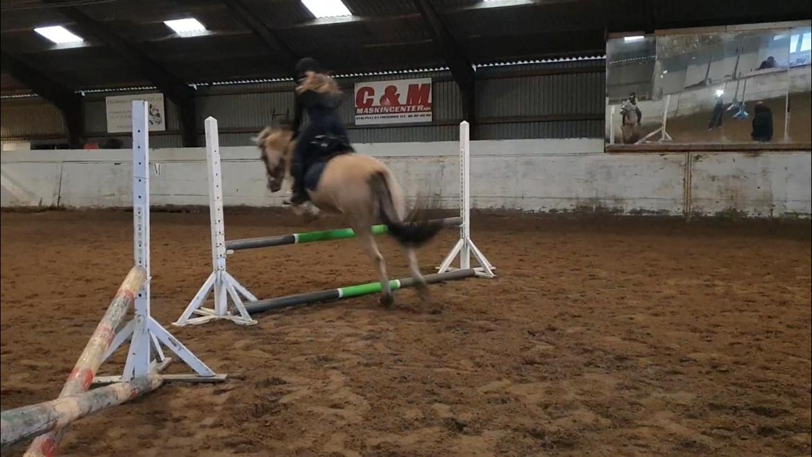 Fjordhest Mille hellumlund - 65cm billede 4