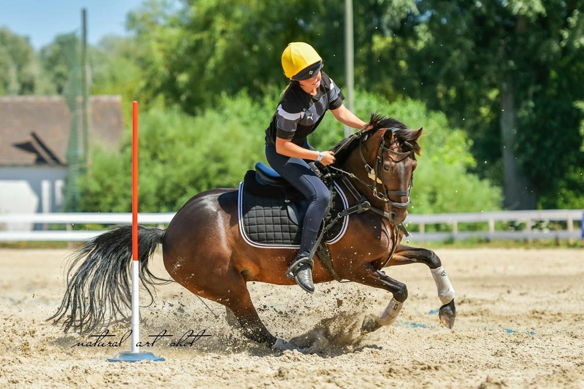 Anden særlig race Jumper  billede 16