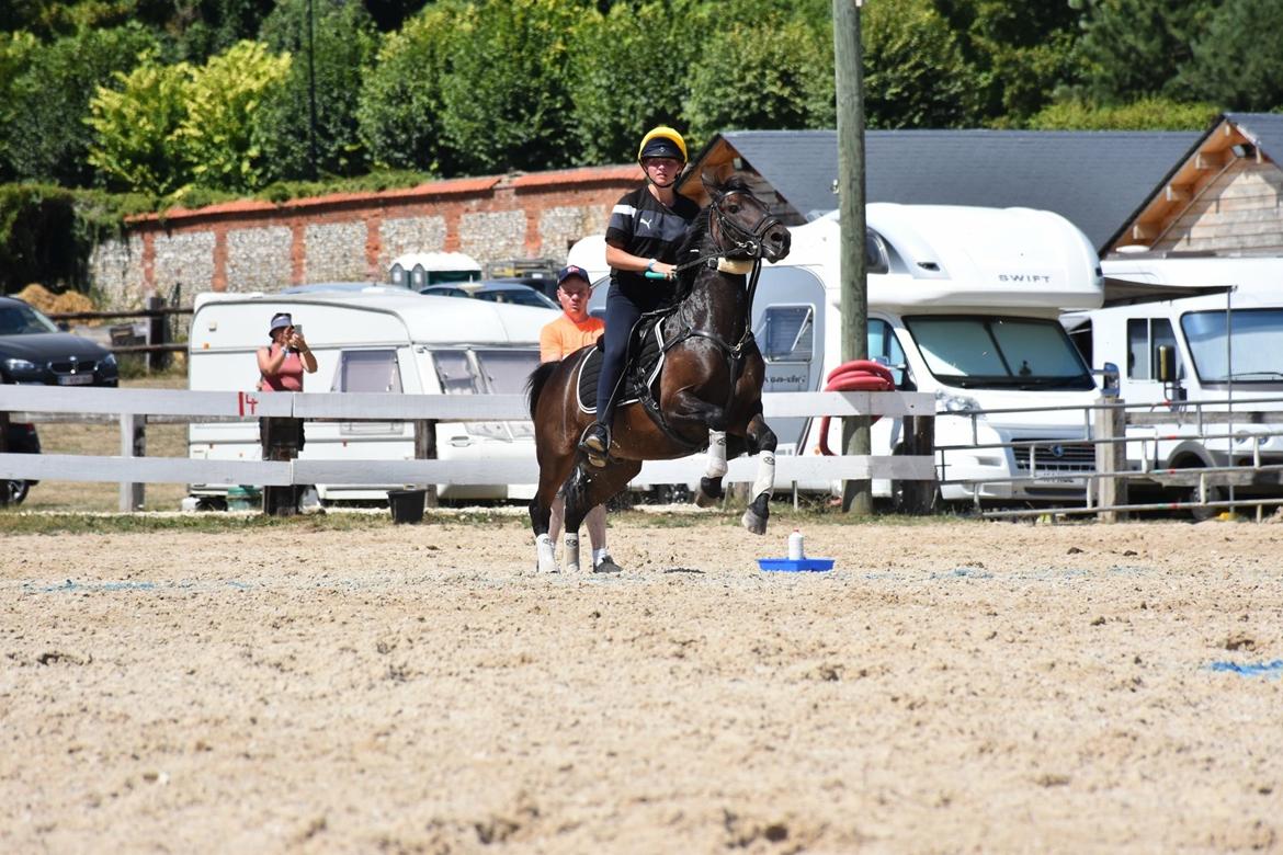 Anden særlig race Jumper  billede 19