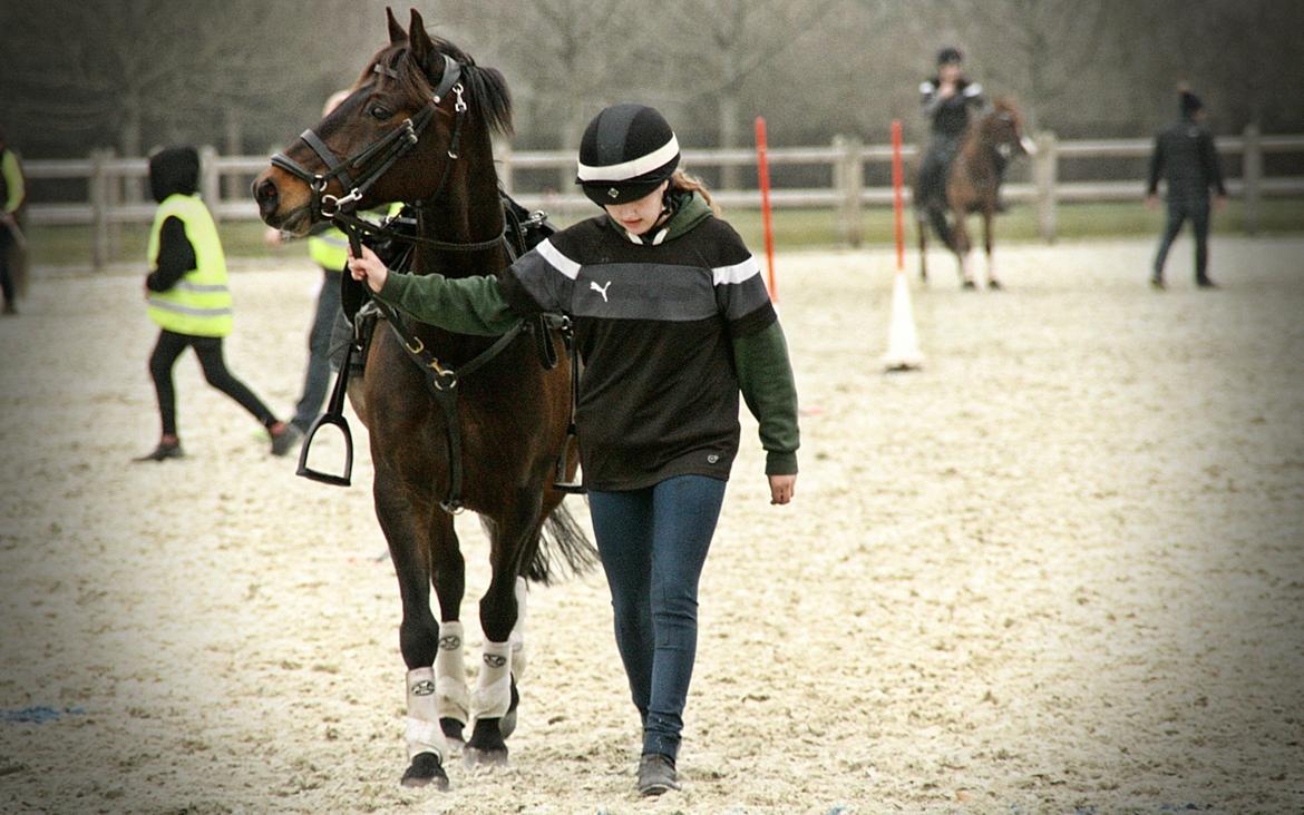 Anden særlig race Jumper  billede 20